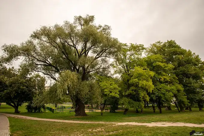 Wierzba Biała