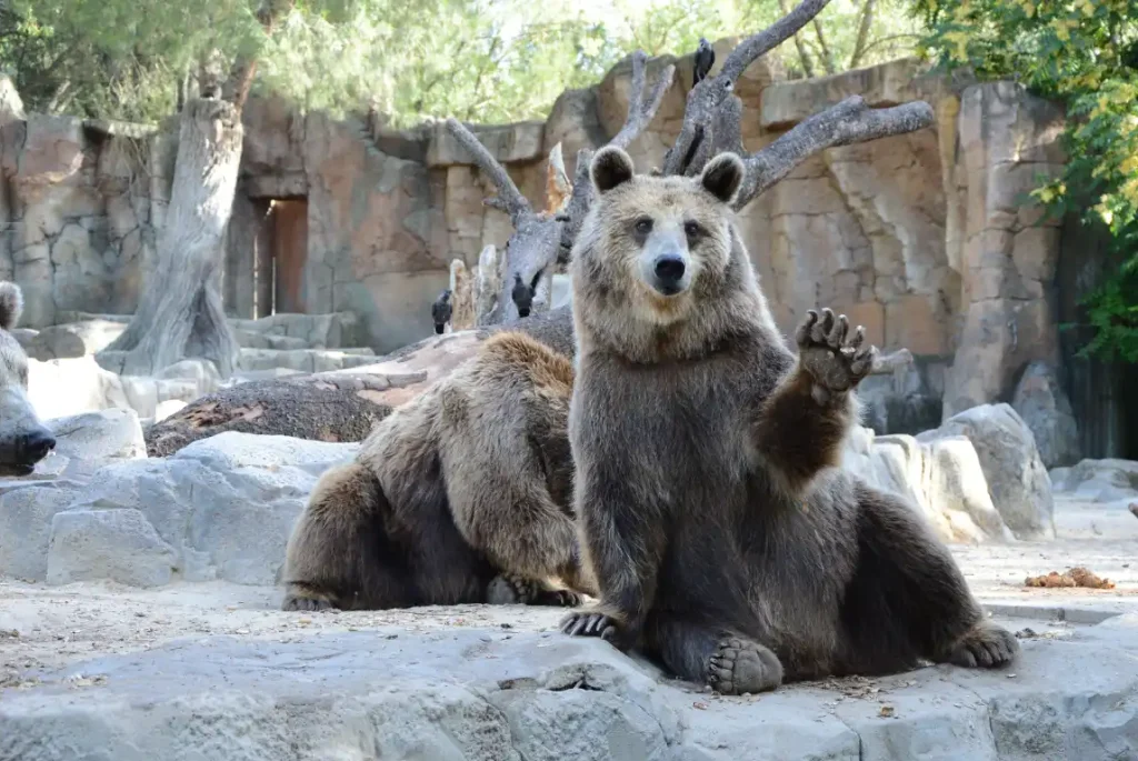 zoo wrocław 