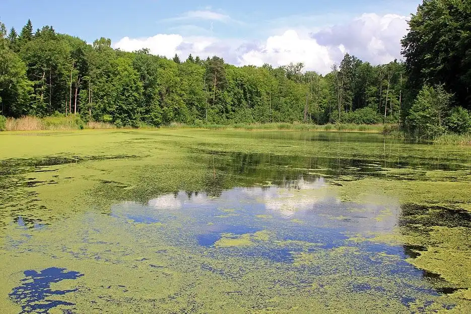 Molo giżycko