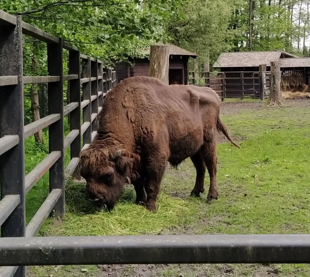 Akcent Zoo