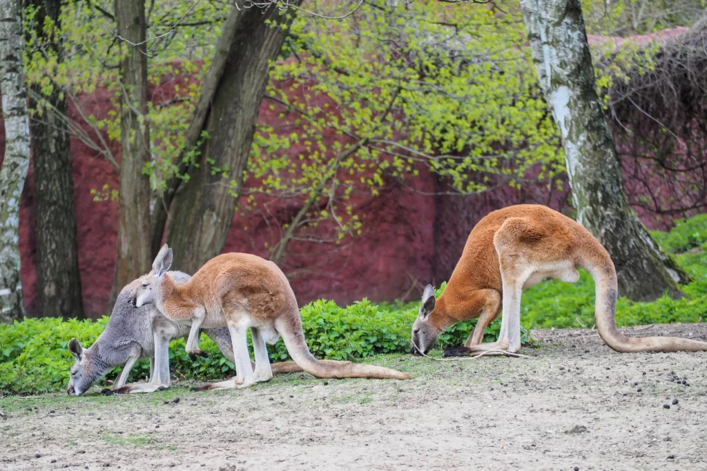 Zoo opole